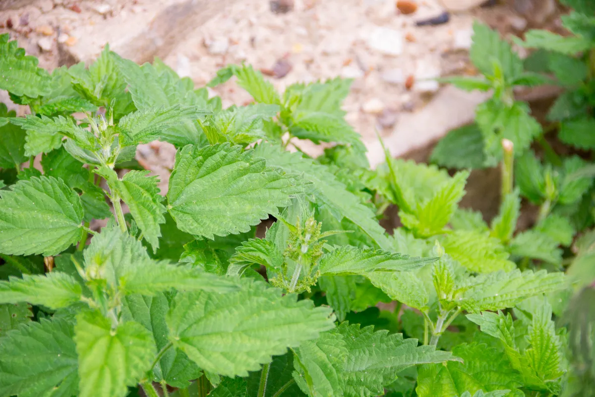 vous-en-avez-marre-de-la-multiplication-des-orties-dans-votre-jardin-voici-la-solution-pour-sen-debarrasser-definitivement