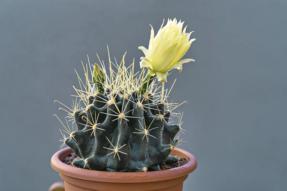 vous-souhaitez-faire-fleurir-vos-cactus-voici-les-astuces-et-conseils-simples-a-suivre