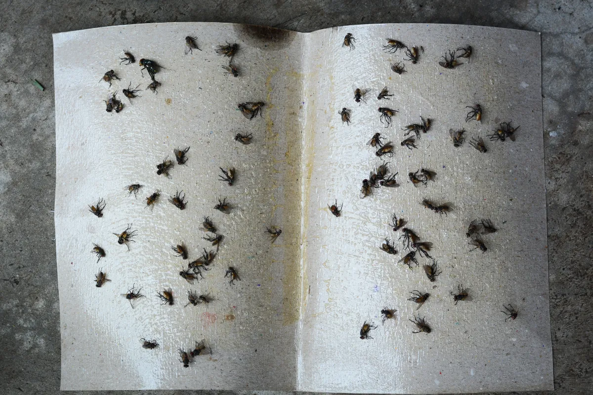 5-astuces-a-connaitre-pour-se-debarrasser-des-mouches-et-des-moucherons-chez-vous