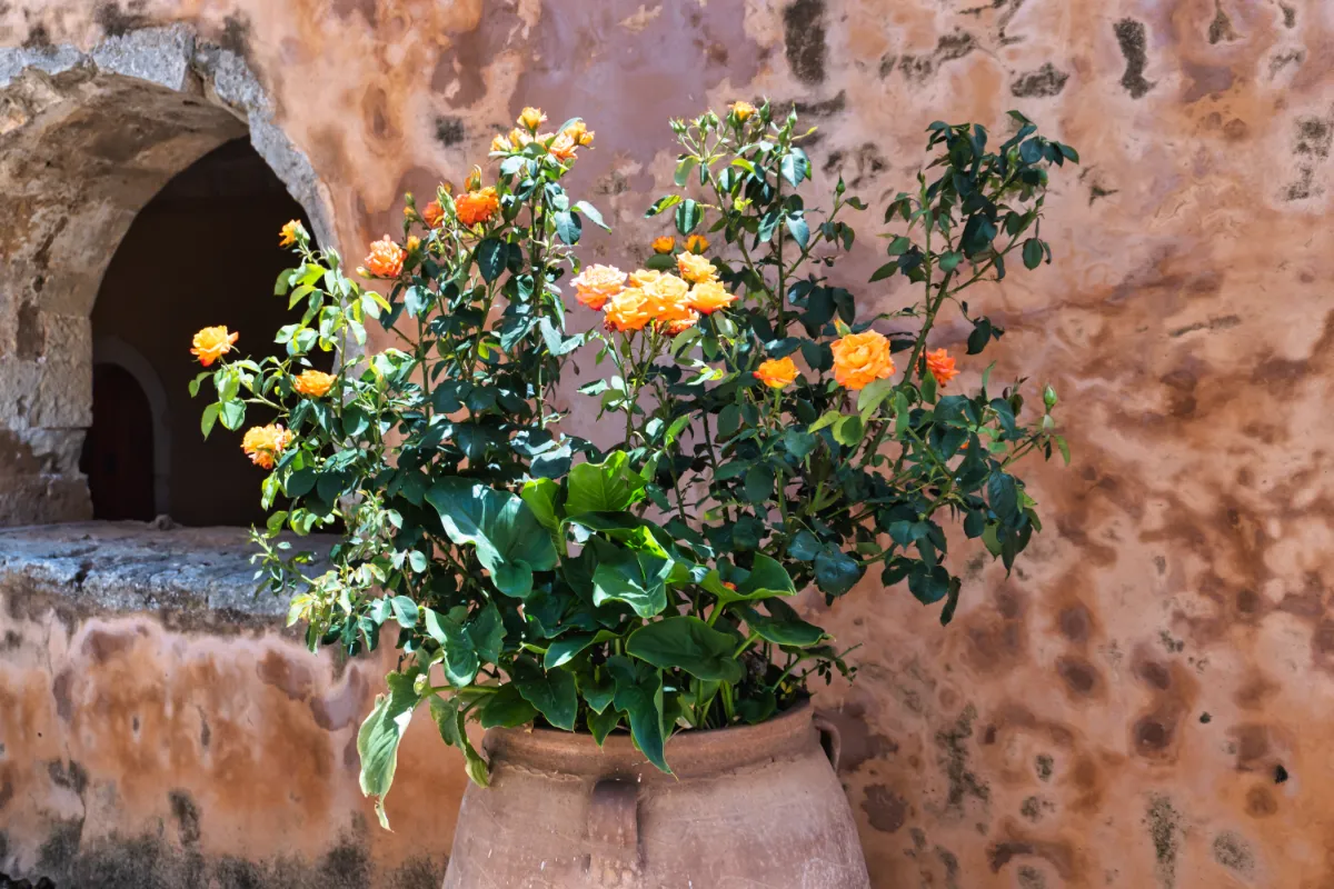 5-astuces-a-suivre-pour-reussir-la-culture-de-votre-rosier-en-pot