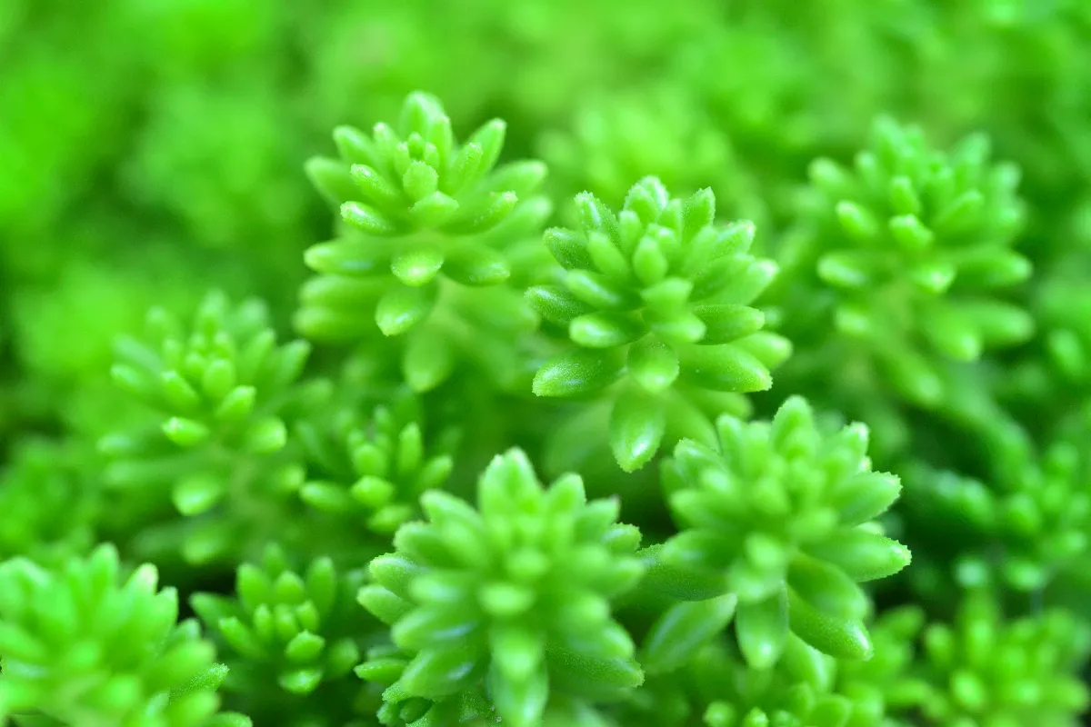 5-plantes-faciles-a-multiplier-voici-les-meilleures-especes