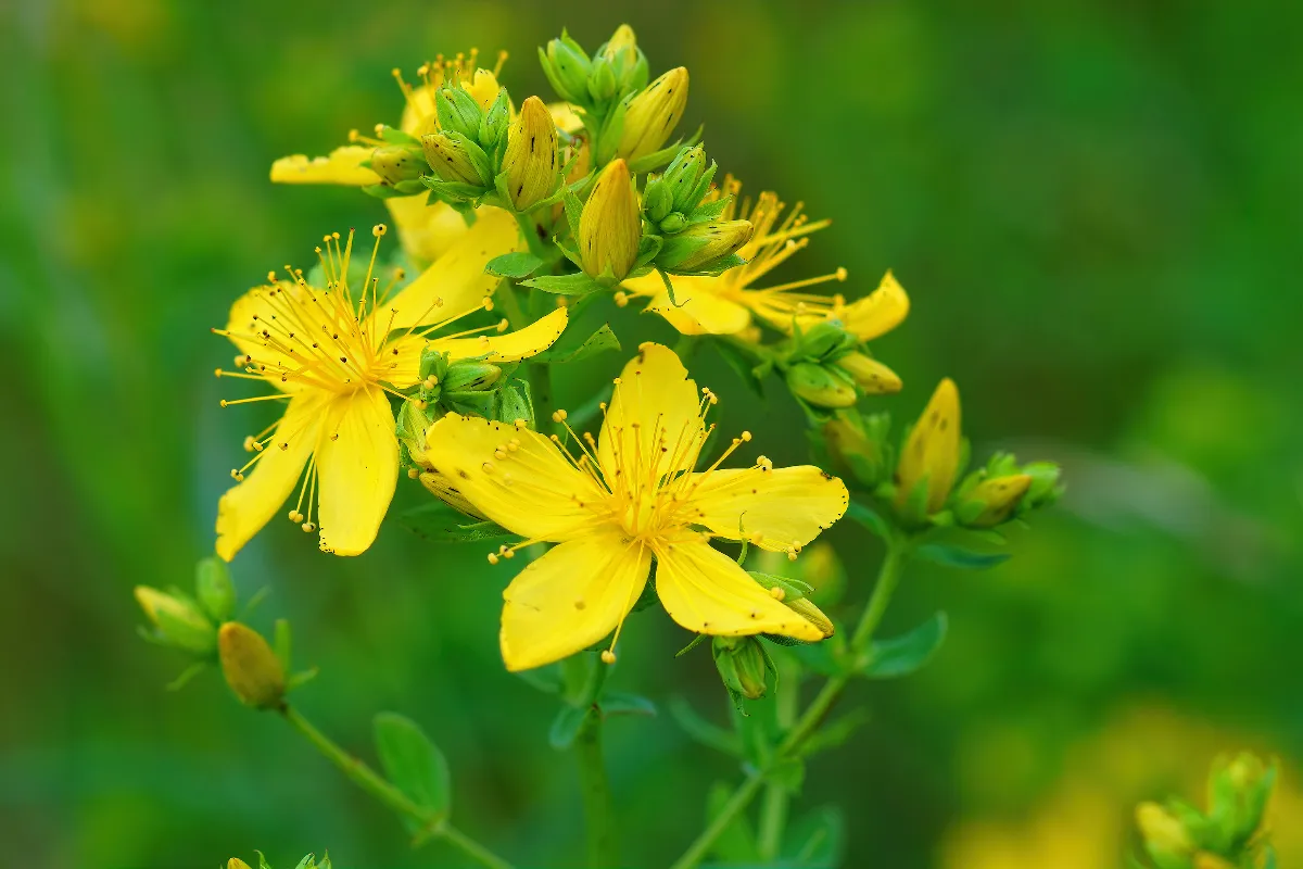 5-plantes-medicinales-a-cultiver-chez-soi-cette-annee-decouvrez-les-meilleures