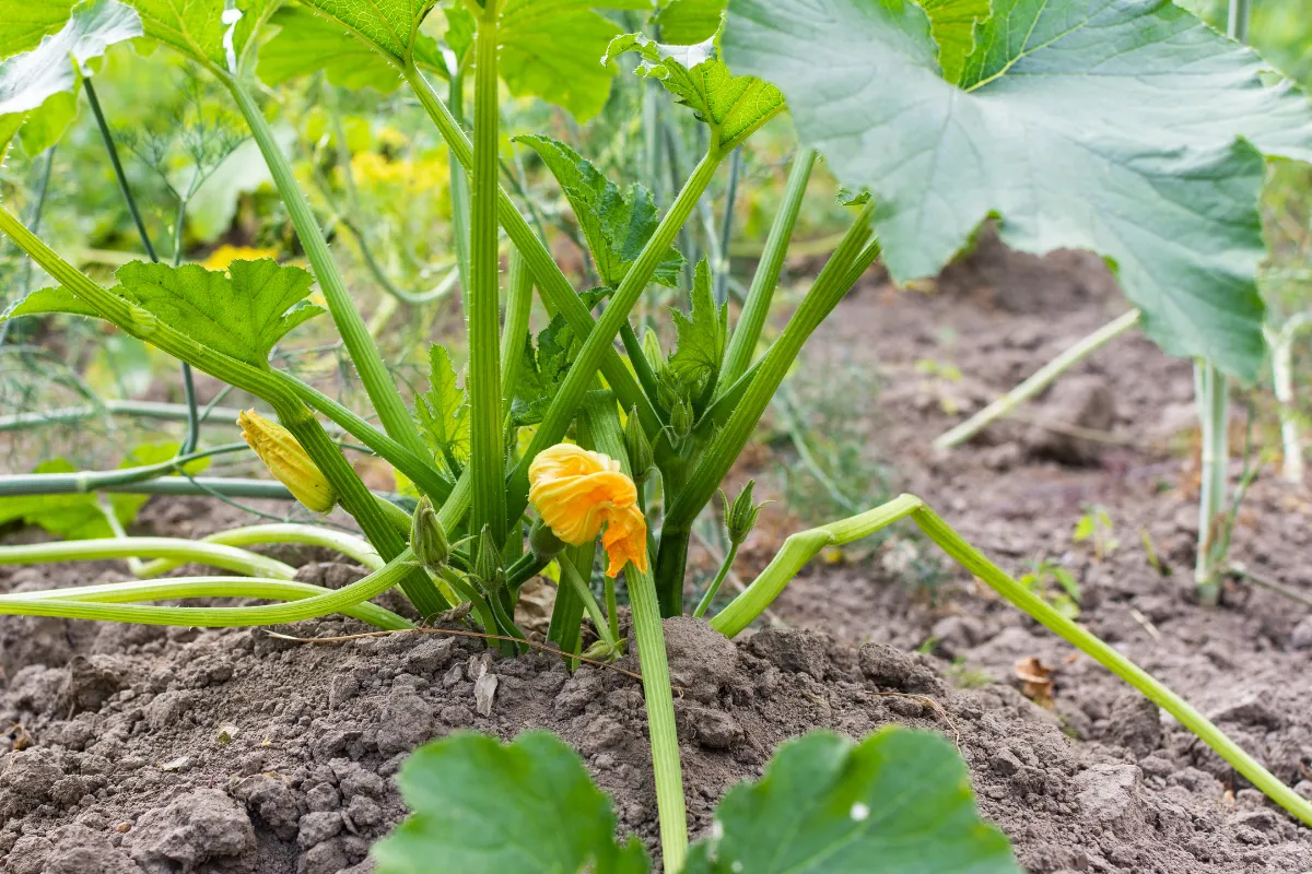 5-points-a-verifier-si-les-feuilles-de-vos-courgettes-deviennent-blanches