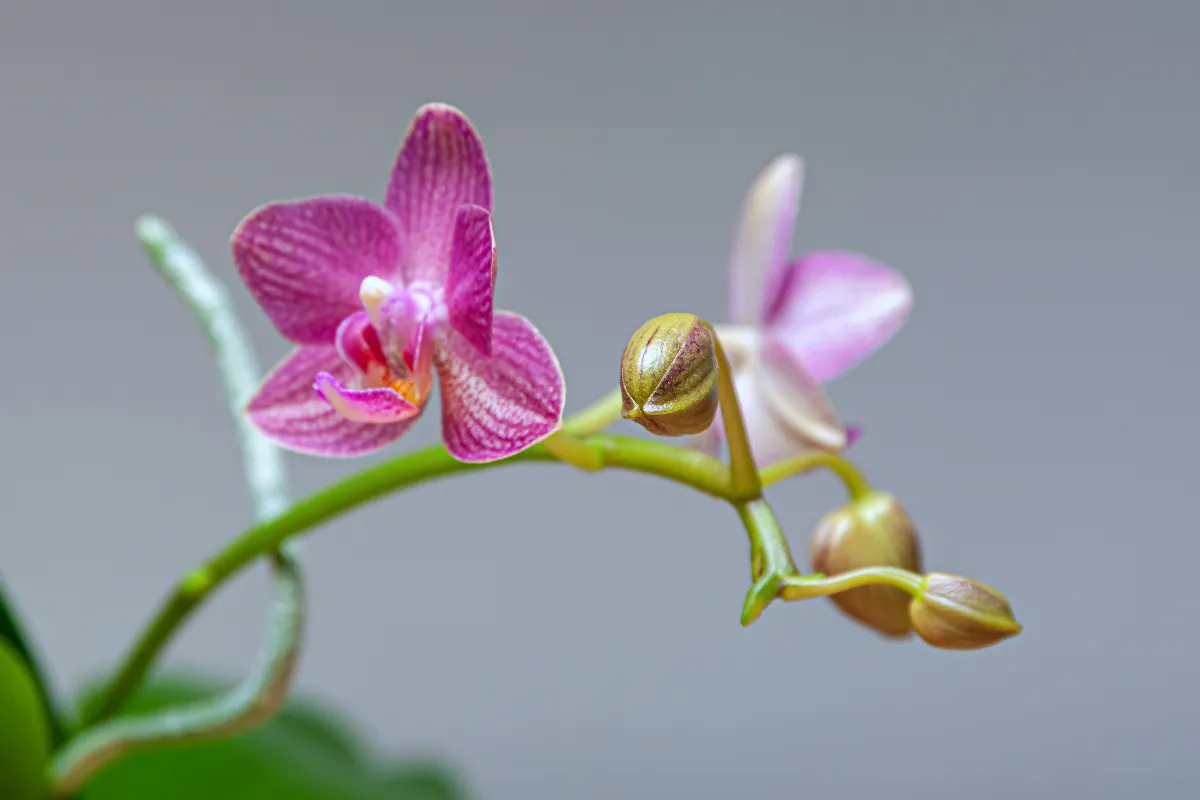5-secrets-pour-faire-refleurir-une-orchidee