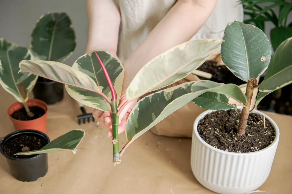 ces-10-plantes-superbes-se-bouturent-facilement-vous-netes-pas-pret-pour-leur-beaute