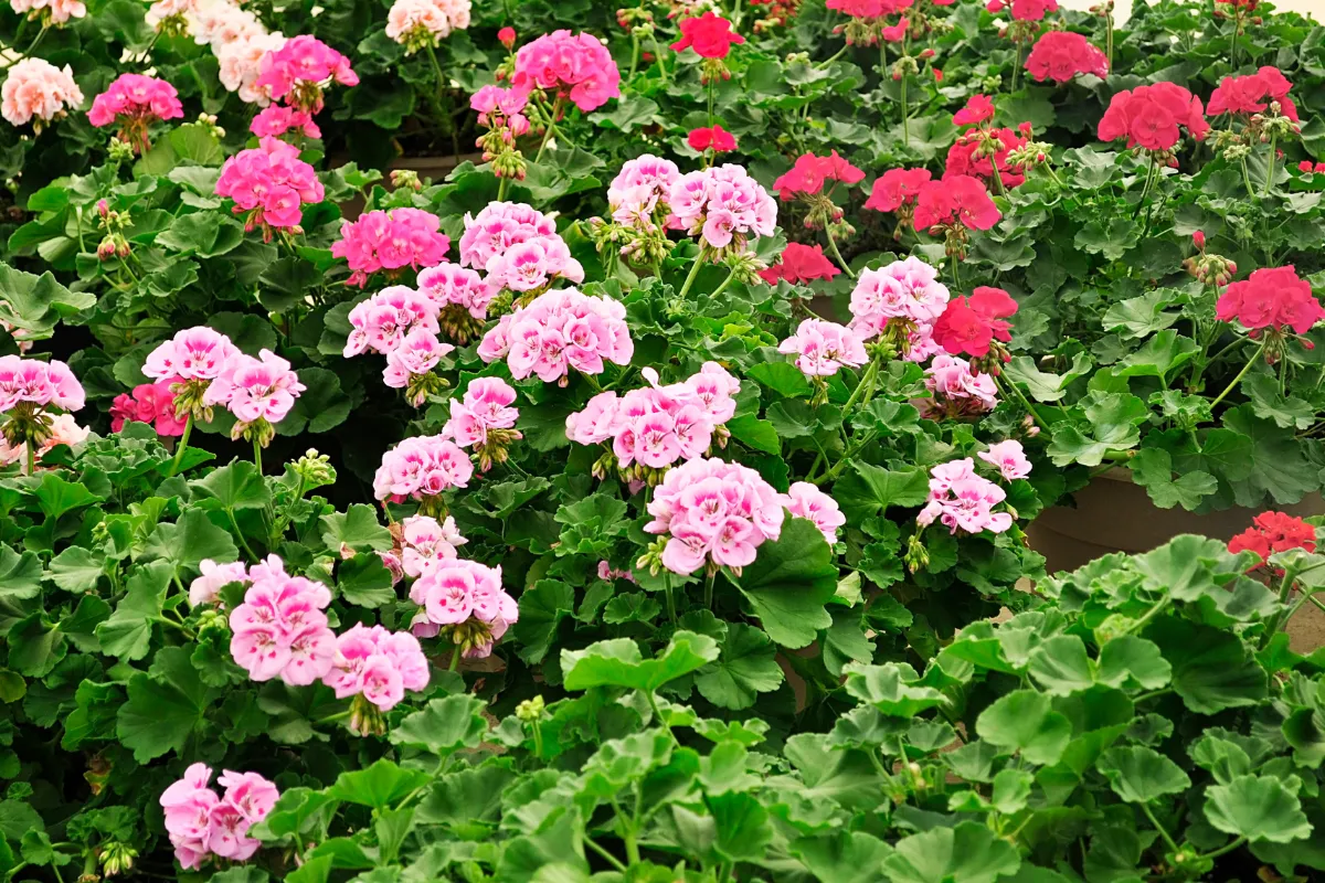 ces-3-varietes-de-geraniums-vont-repousser-les-moustiques-de-votre-jardin