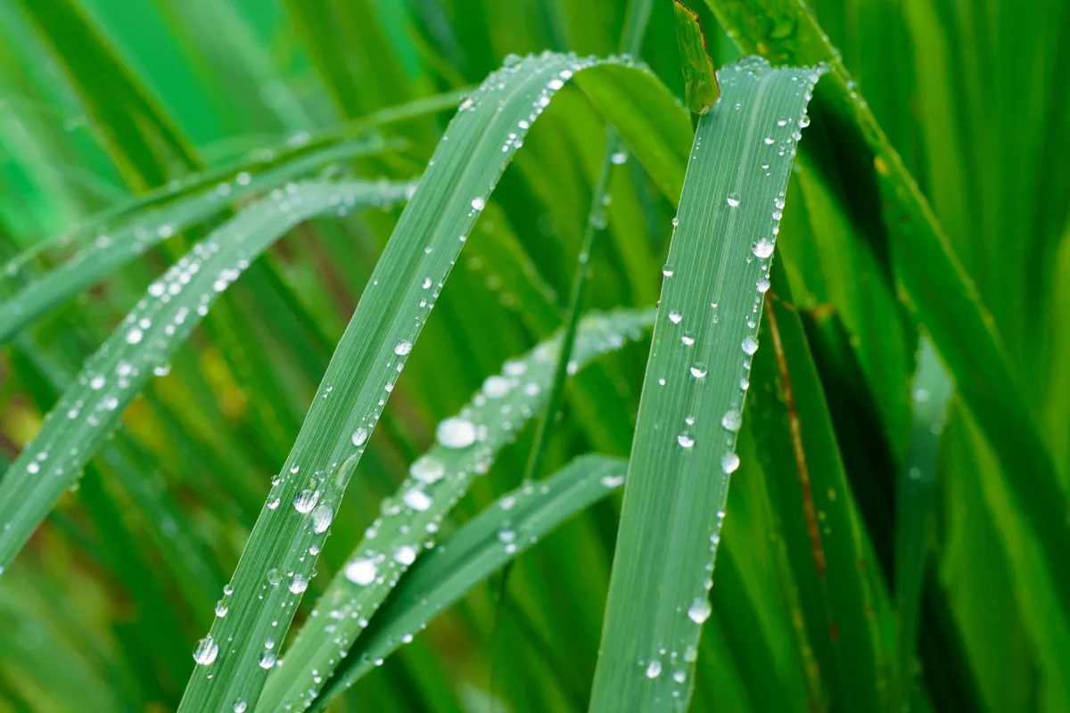 ces-5-plantes-eloignent-les-moustiques-chez-vous-voici-lesquelles