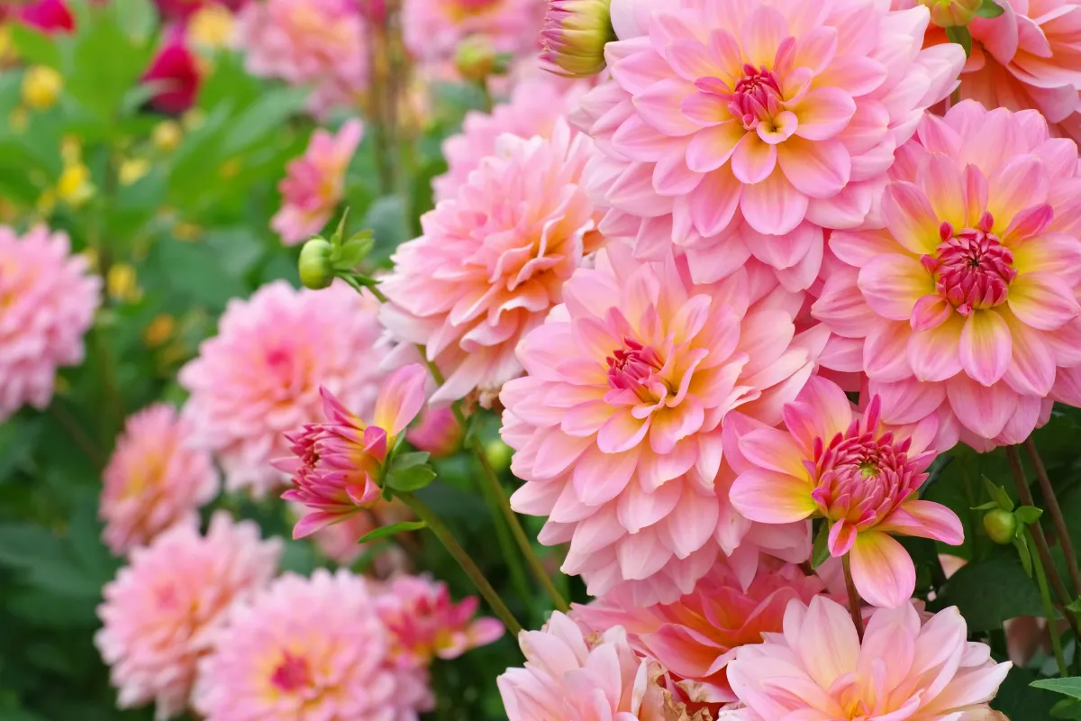 comment-booster-la-floraison-de-votre-dahlia-voici-les-meilleures-techniques