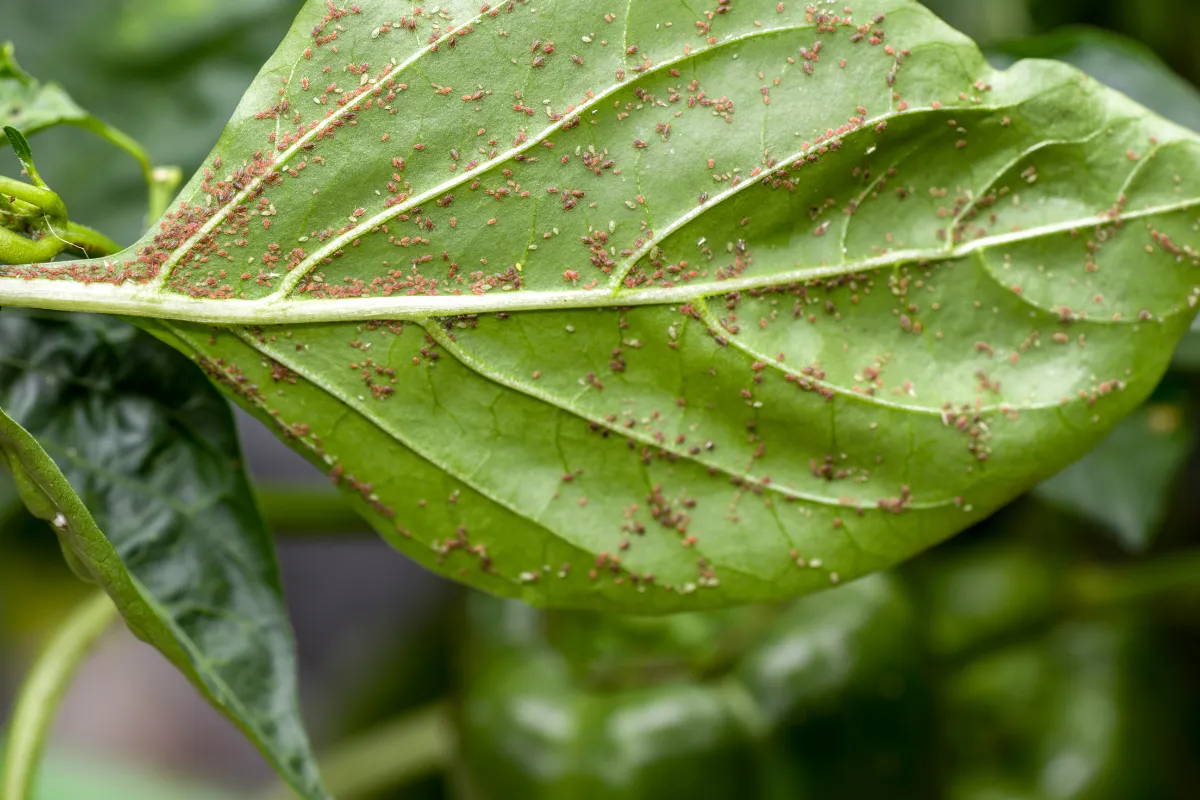 comment-est-ce-que-les-pucerons-arrivent-sur-les-plantes-voici-les-conseils-pour-eviter-ce-fleau