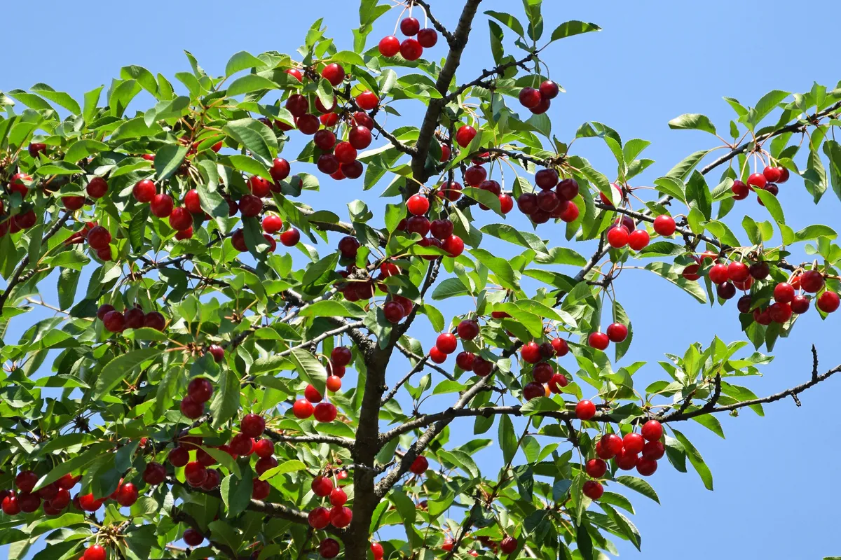 comment-faire-face-a-la-moniliose-sur-votre-cerisier-voici-les-3-astuces-a-mettre-en-place