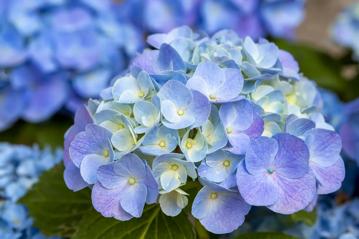 comment-modifier-naturellement-la-couleur-de-vos-hortensias-voici-les-gestes-a-adopter
