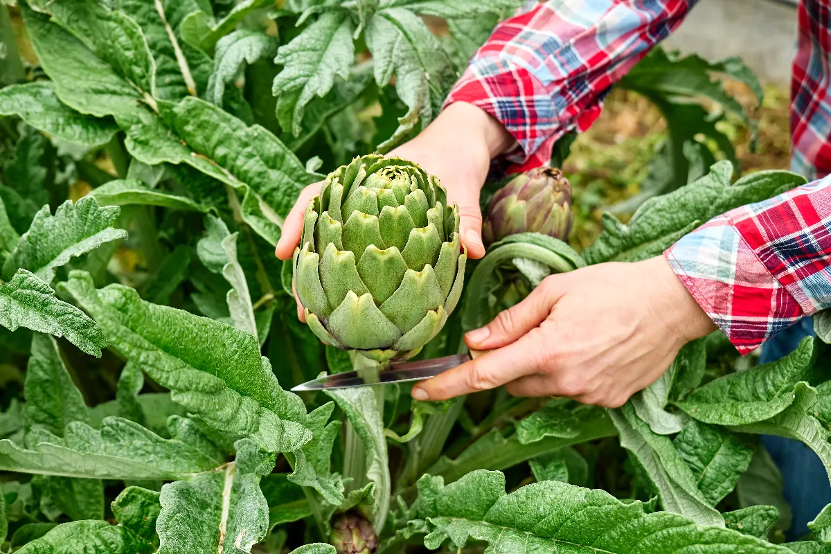 comment-se-debarrasser-naturellement-des-pucerons-noirs-sur-vos-artichauts-voici-les-bonnes-astuces