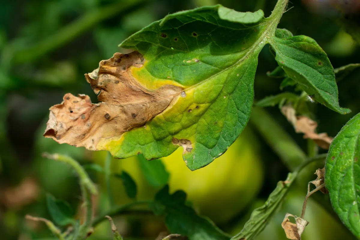 comment-traiter-les-feuilles-jaunes-des-tomates