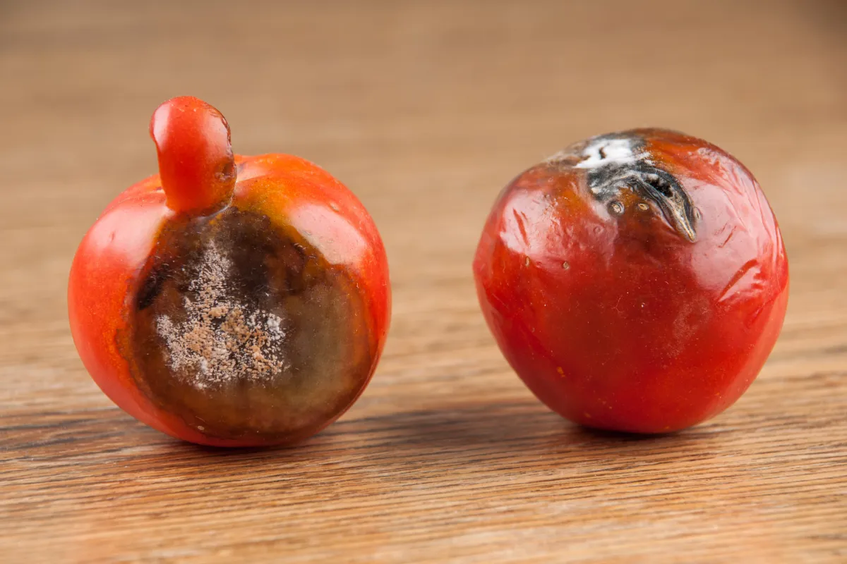 cul-noir-de-vos-tomates-voici-les-causes-et-les-solutions-pour-avoir-une-belle-recolte-cette-annee