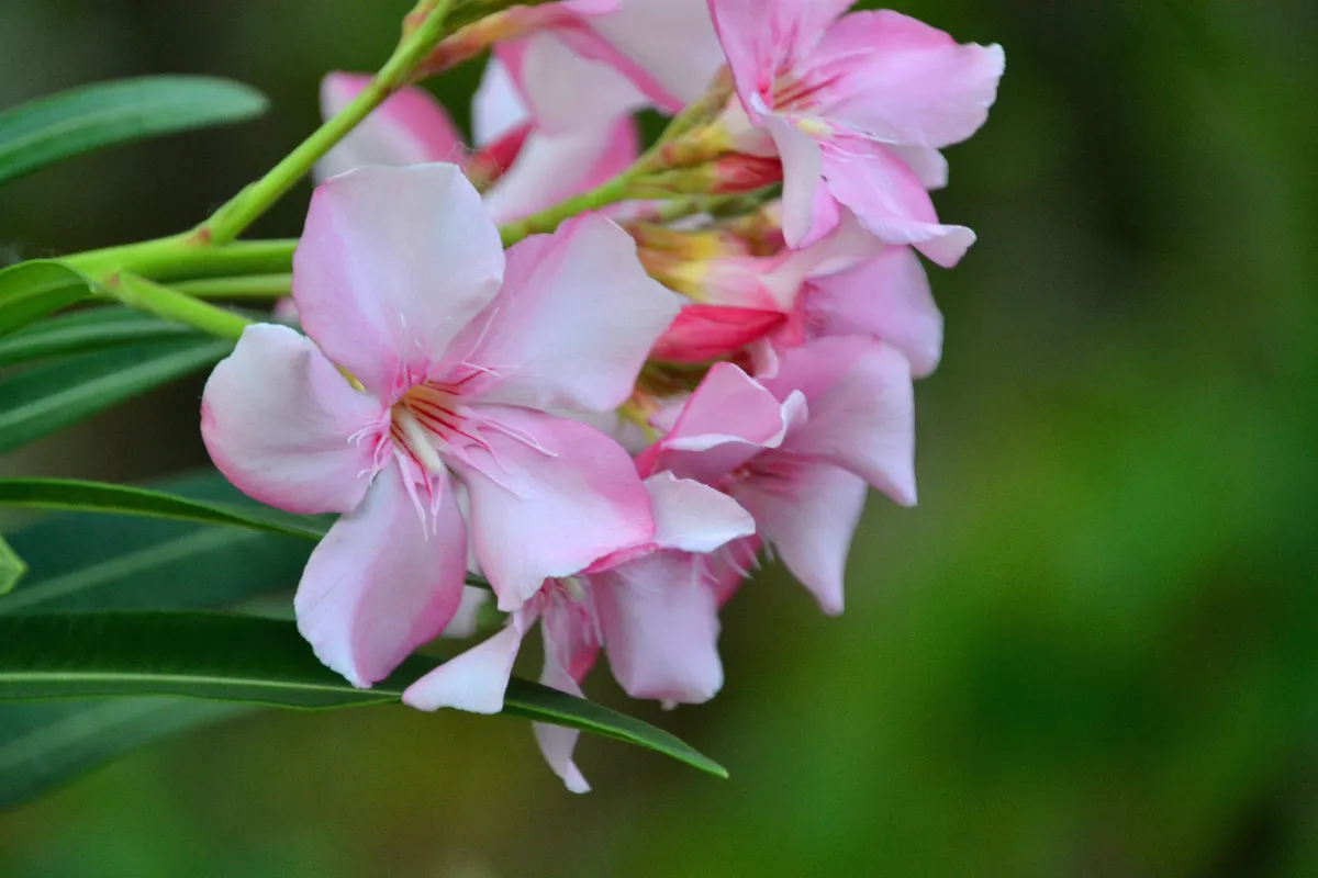 entretien-de-votre-laurier-rose-en-pot-voici-les-conseils-de-culture-a-suivre