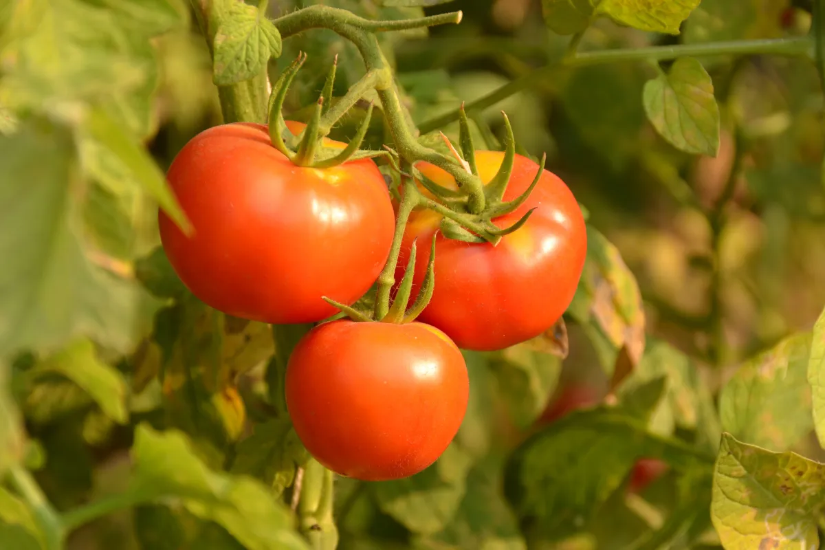 faut-il-elaguer-les-gourmands-des-tomates-voici-enfin-la-reponse