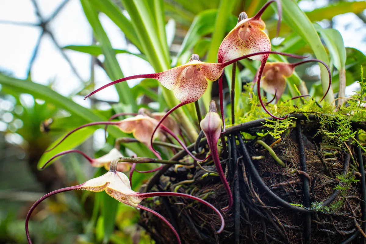 Orchidée tête de singe découvrez cette plante incroyable