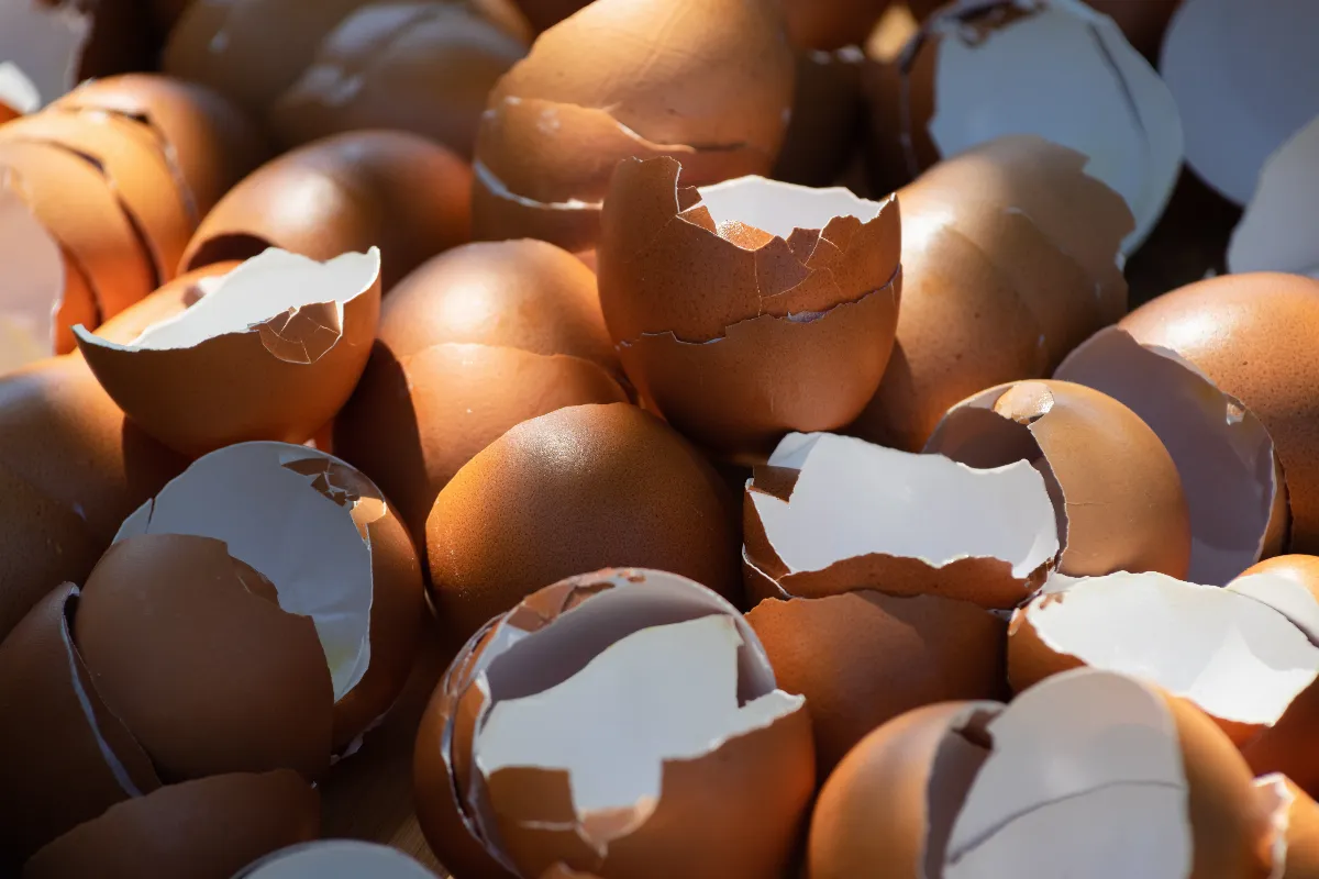 pourquoi-ajouter-des-coquilles-doeufs-aux-pieds-des-tomates-les-bienfaits-devoiles