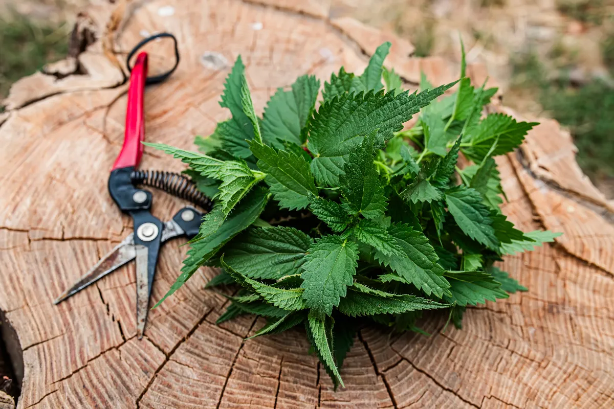 pourquoi-et-comment-utiliser-les-orties-pour-votre-jardin-voici-tous-les-bienfaits