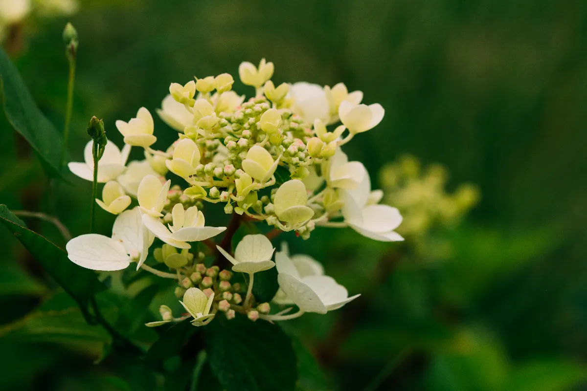 pourquoi-les-hortensias-ne-fleurissent-pas-les-causes-et-gestes-a-adopter-pour-faire-fleurir-lhortensia