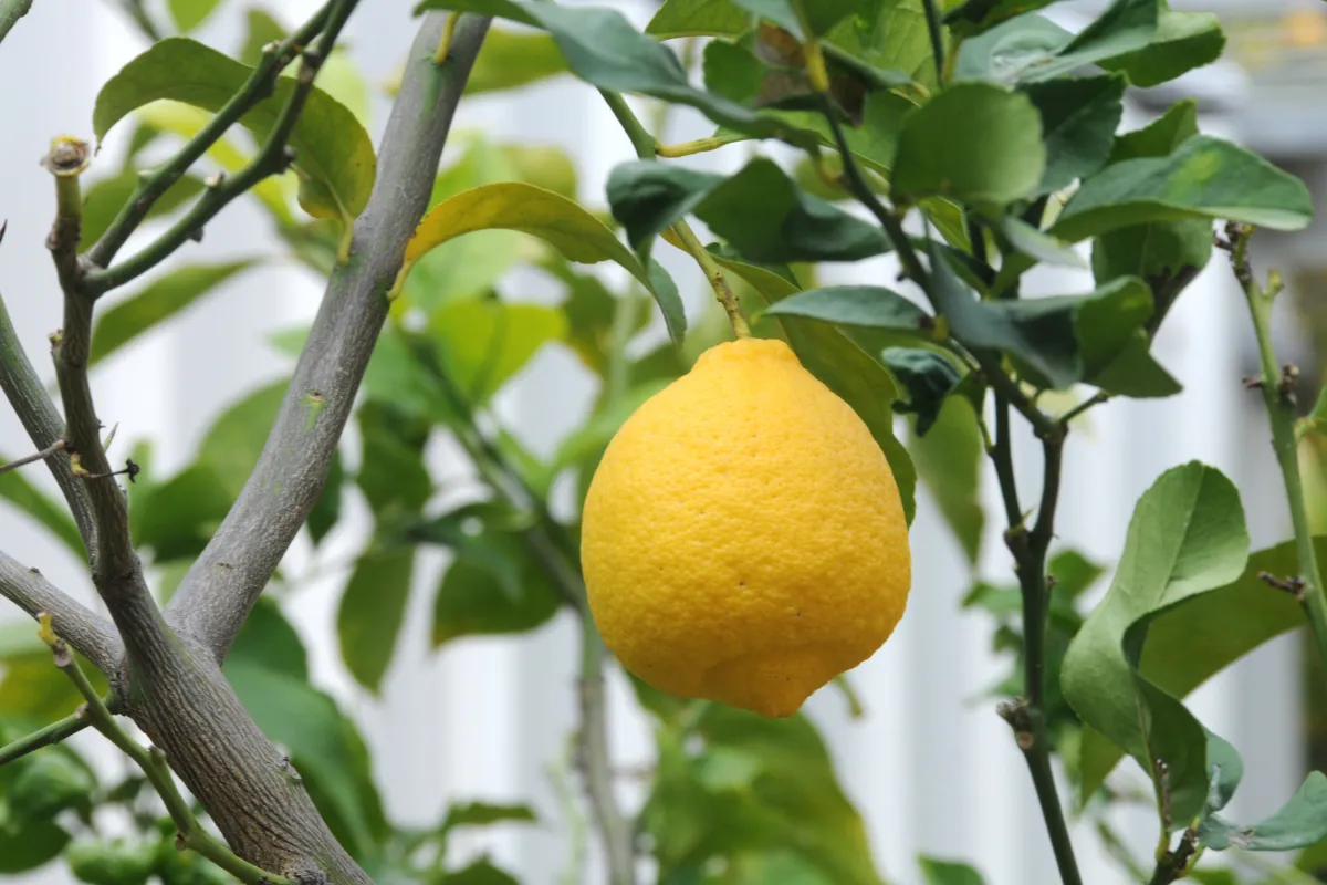 pourquoi-votre-citronnier-ne-fait-plus-de-citrons-voici-les-raisons-et-comment-faire-pour-resoudre-ce-probleme