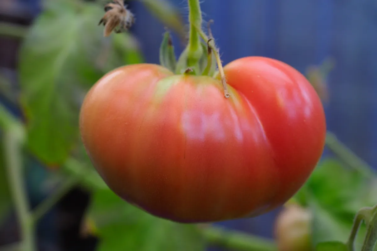que-faut-il-absolument-faire-en-juin-pour-avoir-des-tomates-mures-avant-lete