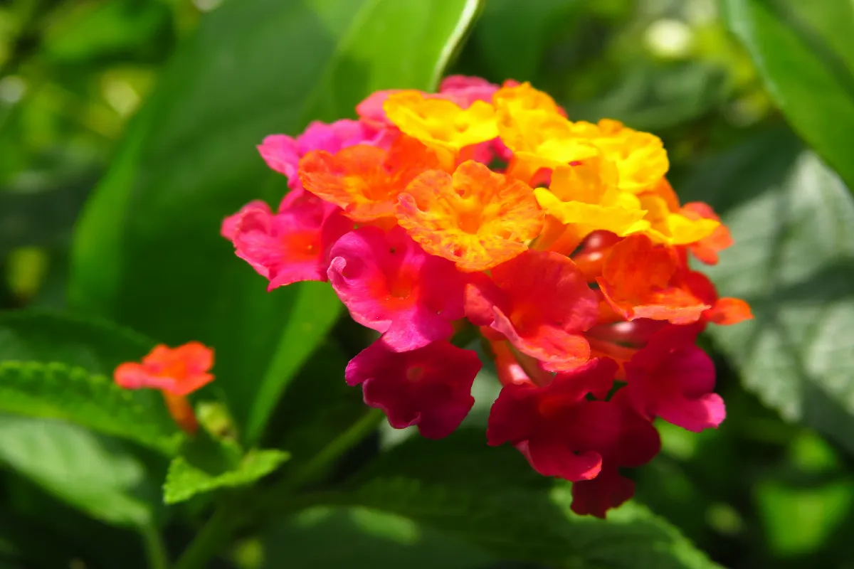 quelle-est-cette-fleur-a-planter-absolument-avant-la-fin-du-mois-et-qui-change-de-couleur-toute-seule
