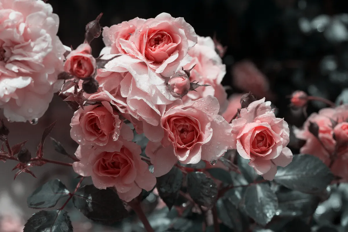 quelle-est-cette-plante-a-mettre-juste-a-cote-de-vos-rosiers-voici-comment-booster-leur-floraison-facilement