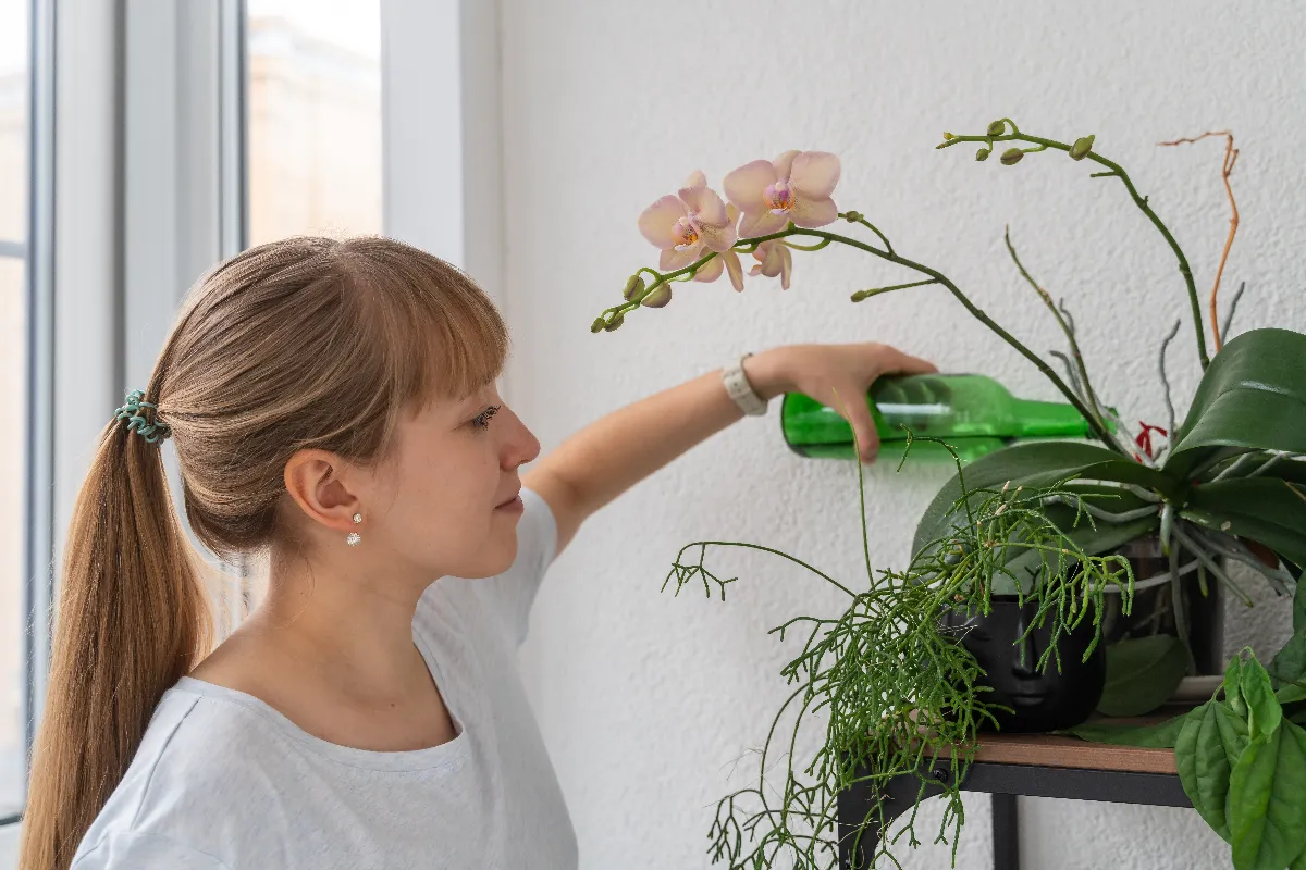 quelle-est-la-meilleure-astuce-pour-arroser-votre-orchidee