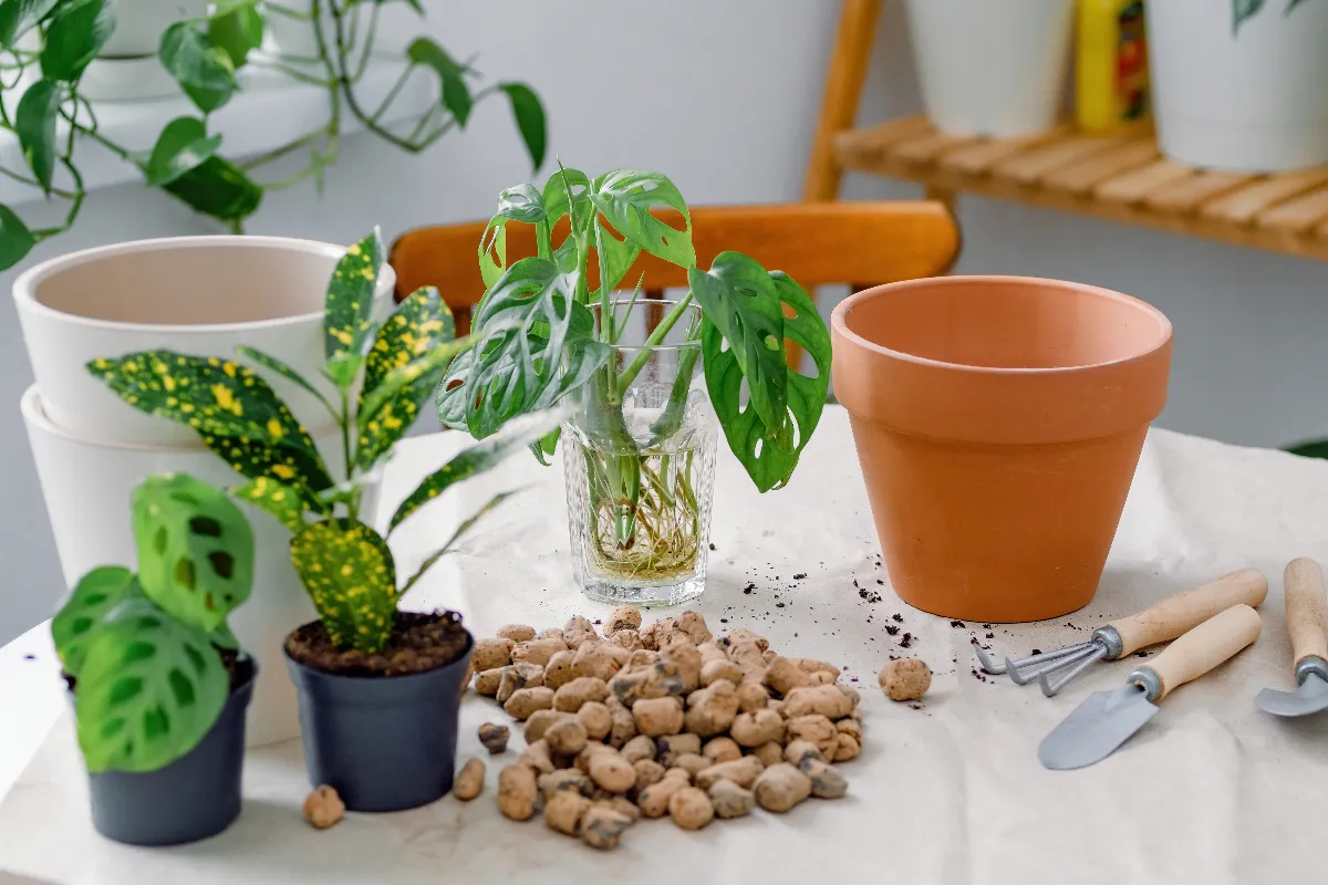 quels-usages-pour-les-billes-dargile-pour-vos-plantes