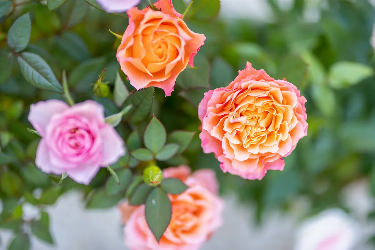 rosier-en-ete-5-regles-dor-pour-entretenir-son-incomparable-beaute