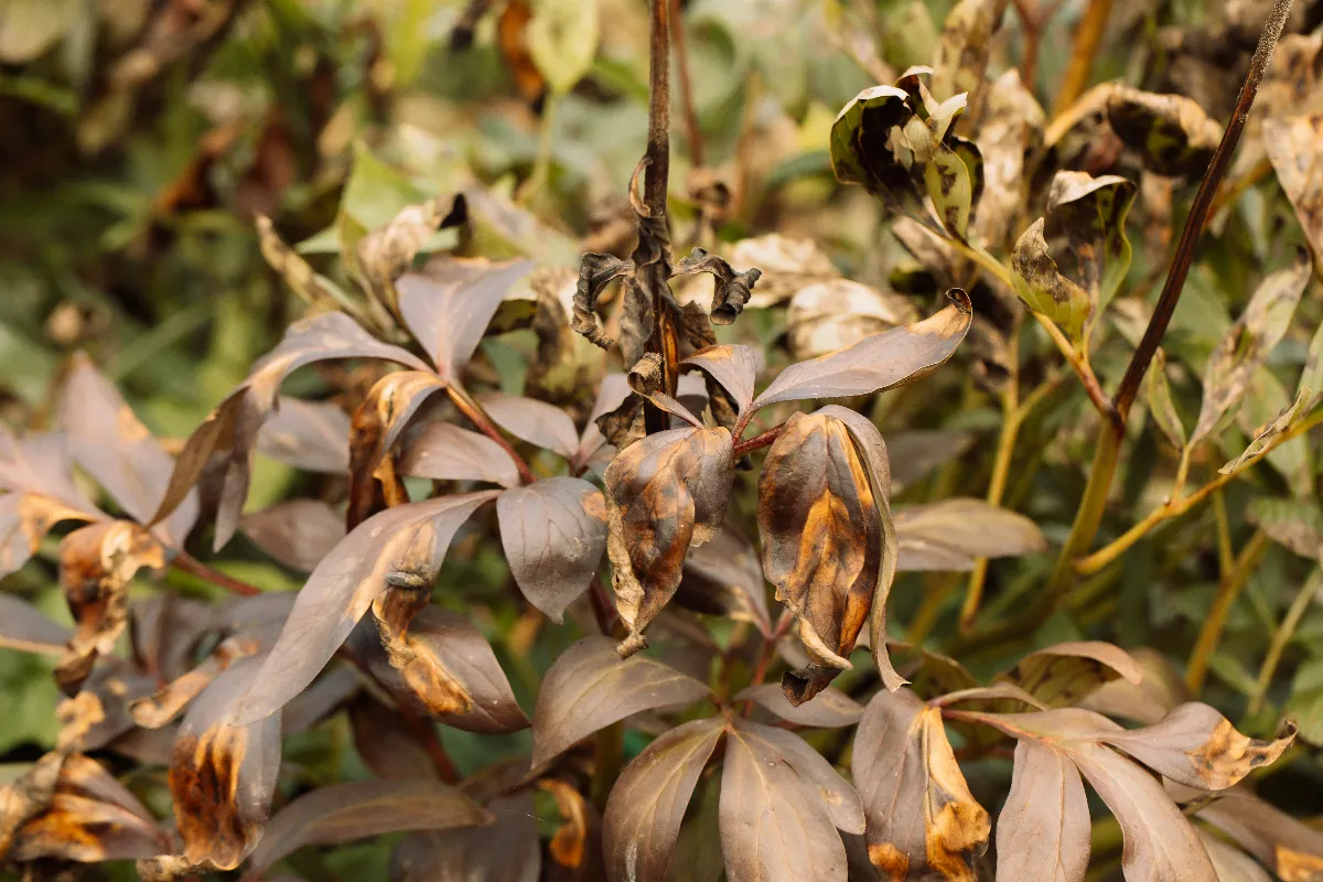 rosier-la-plante-parfaite-a-associer-pour-eviter-loidium-et-preserver-vos-fleurs