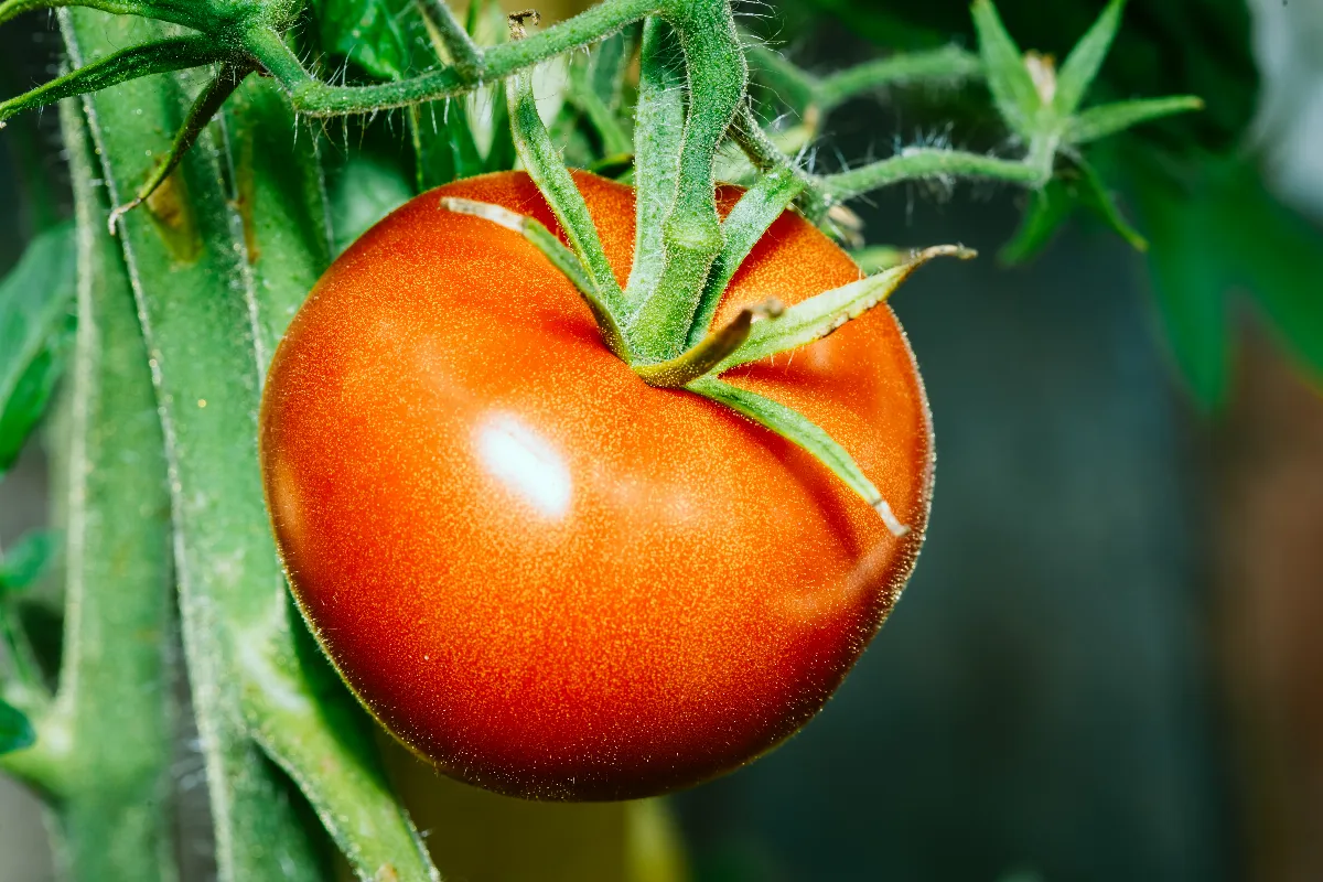 voici-comment-reconnaitre-les-gourmands-des-tomates-faut-il-les-tailler
