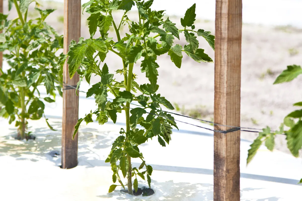 voici-pourquoi-il-faut-absolument-espacer-vos-plants-de-tomates-cette-annee