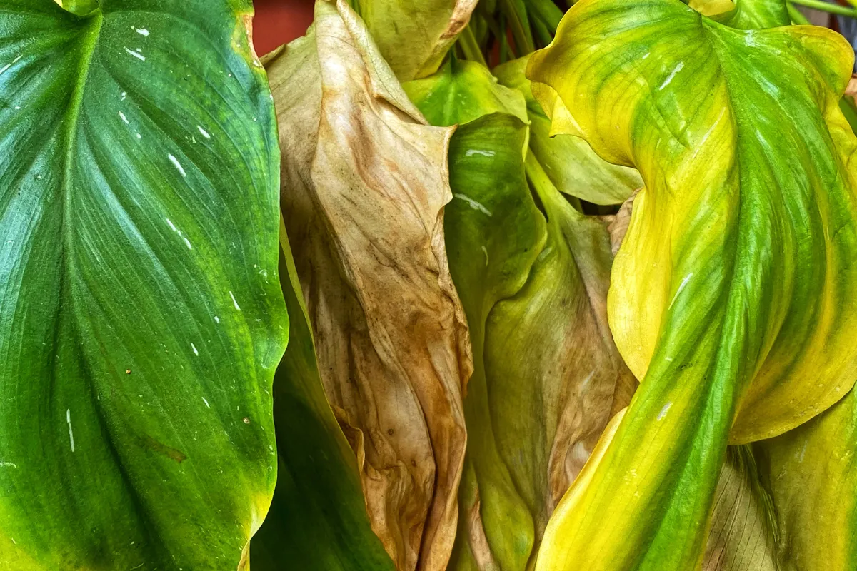 voici-pourquoi-vos-plantes-ont-les-pointes-des-feuilles-marron