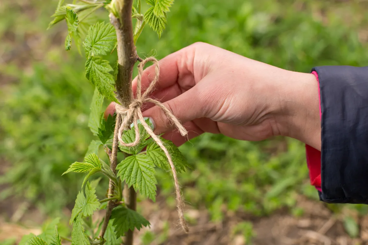 voici-pourquoi-vous-devriez-palisser-vos-framboisiers-pour-ameliorer-votre-recolte