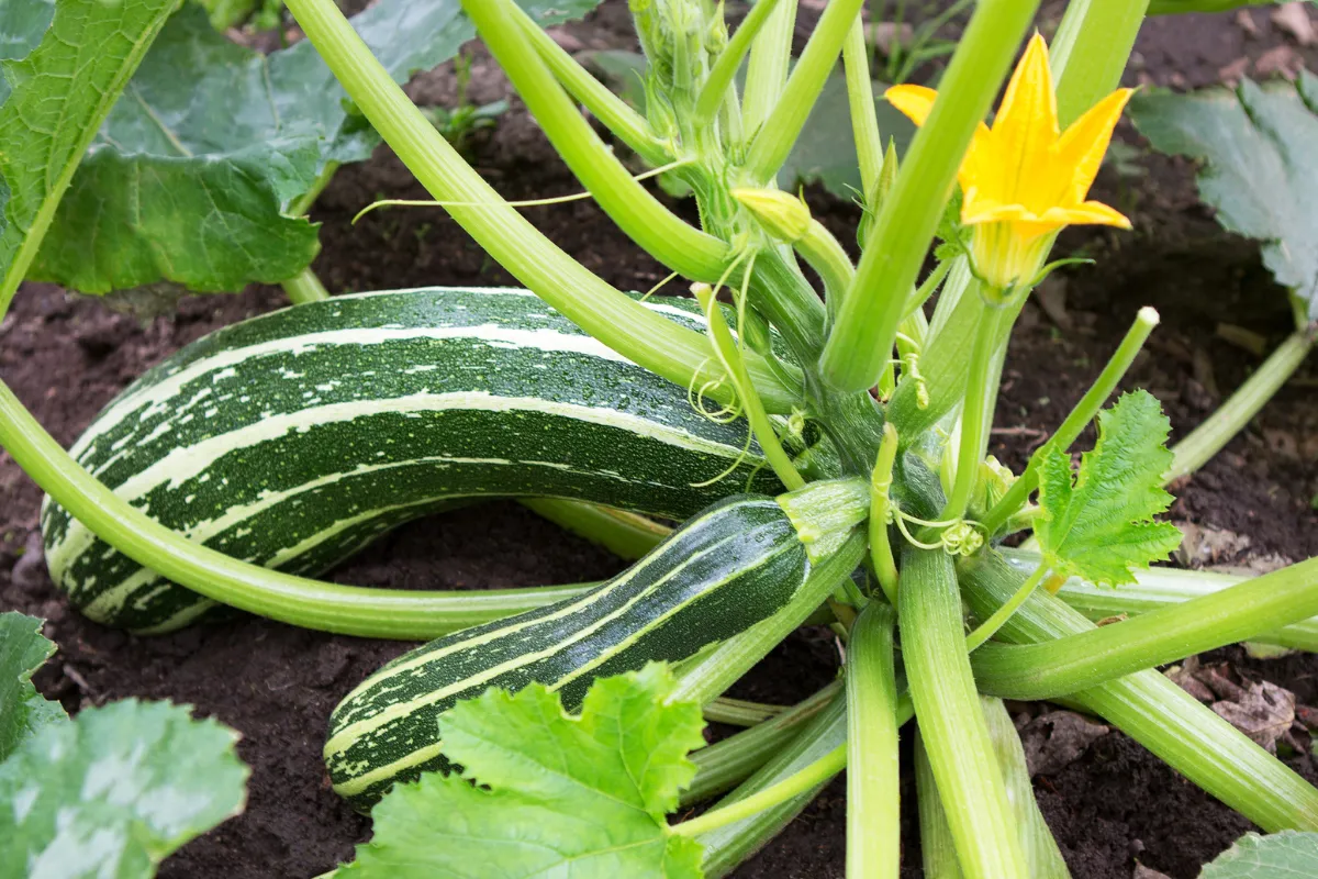 Vos courgettes pourrissent sur le pied avant de grossir ? Voici pourquoi et les solutions