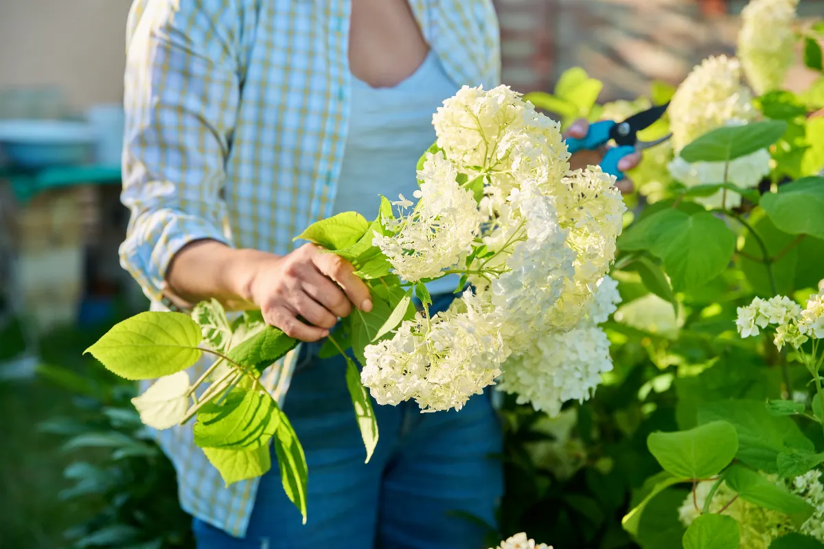 10-plantes-quil-faut-absolument-tailler-en-juillet