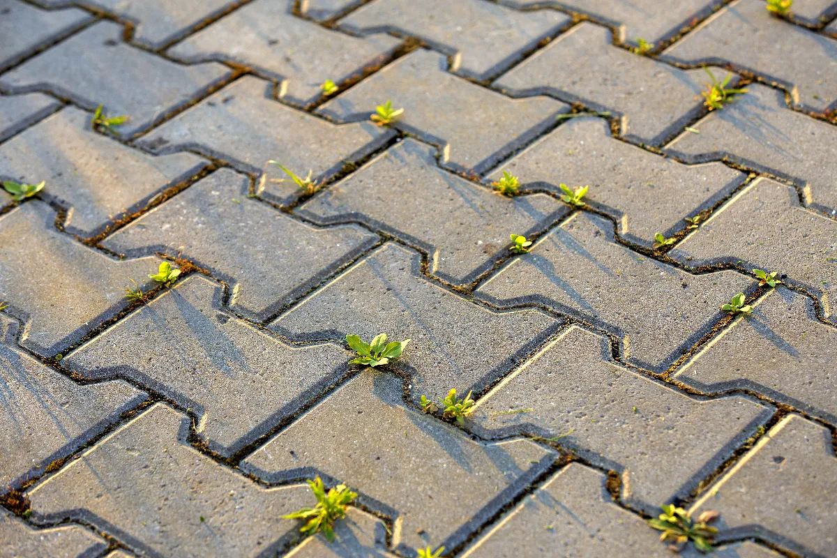 4-etapes-pour-detruire-durablement-les-mauvaises-herbes-entre-les-dalles-de-votre-terrasse