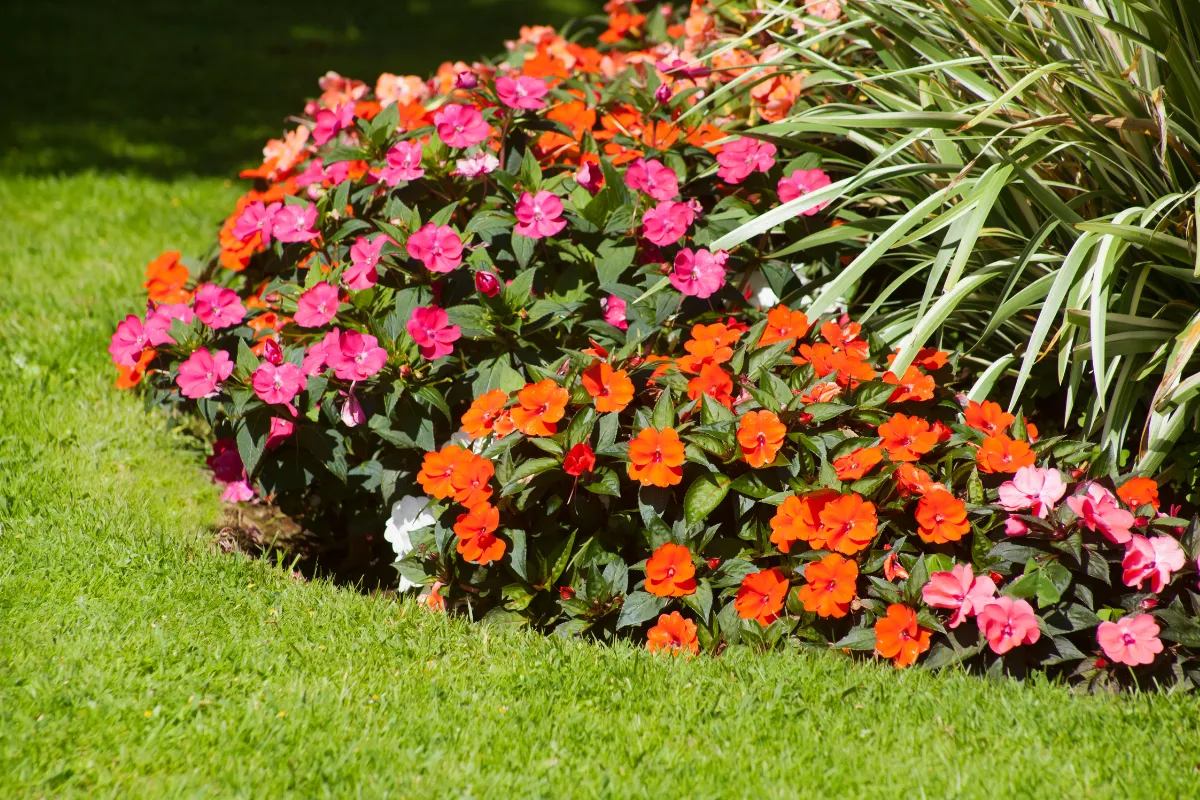 5-etapes-pour-creer-un-massif-de-fleurs-voici-comment-reussir-votre-projet-a-tous-les-coups