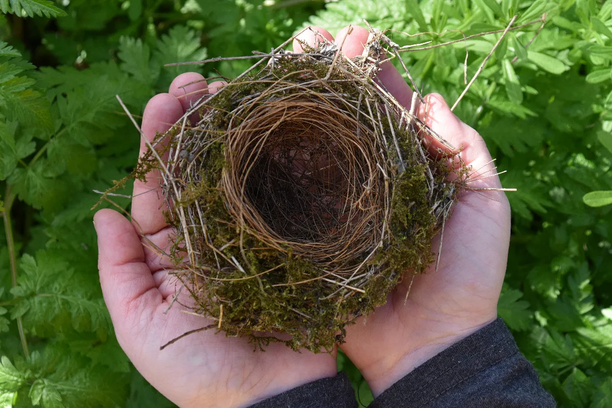 5-gestes-pour-sauver-un-oisillon-tombe-du-nid-ne-perdez-pas-de-temps