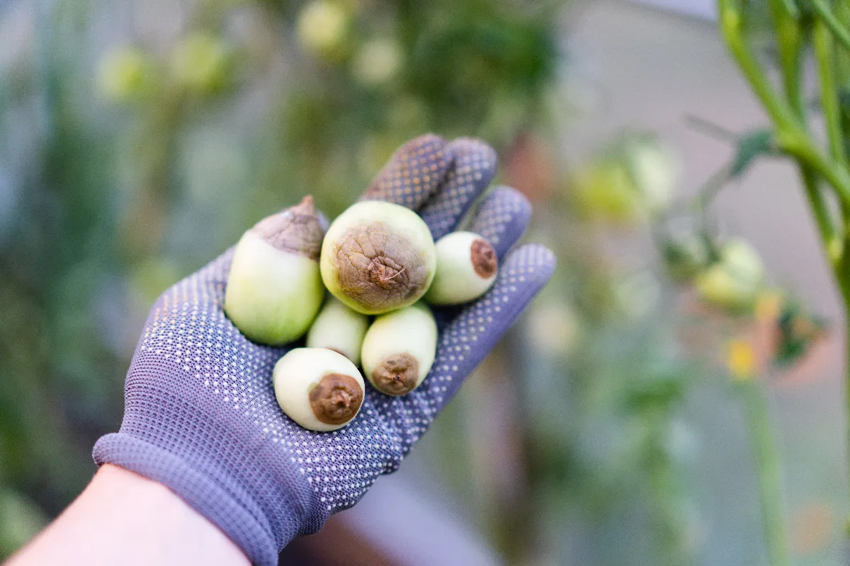 5-maladies-de-la-tomate-voici-les-signes-pour-les-reconnaitre-rapidement