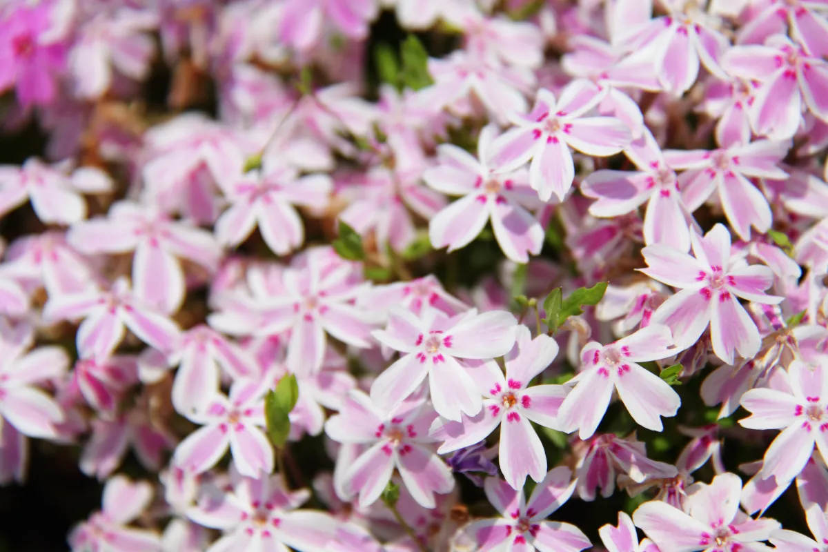 5-plantes-couvre-sol-pour-couvrir-un-terrain-sec-voici-notre-selection