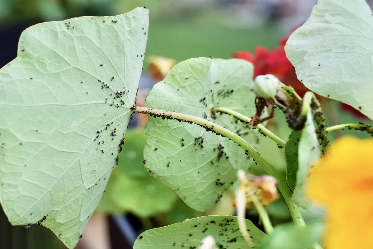 5-techniques-efficaces-pour-se-debarrasser-enfin-des-pucerons-dans-votre-jardin