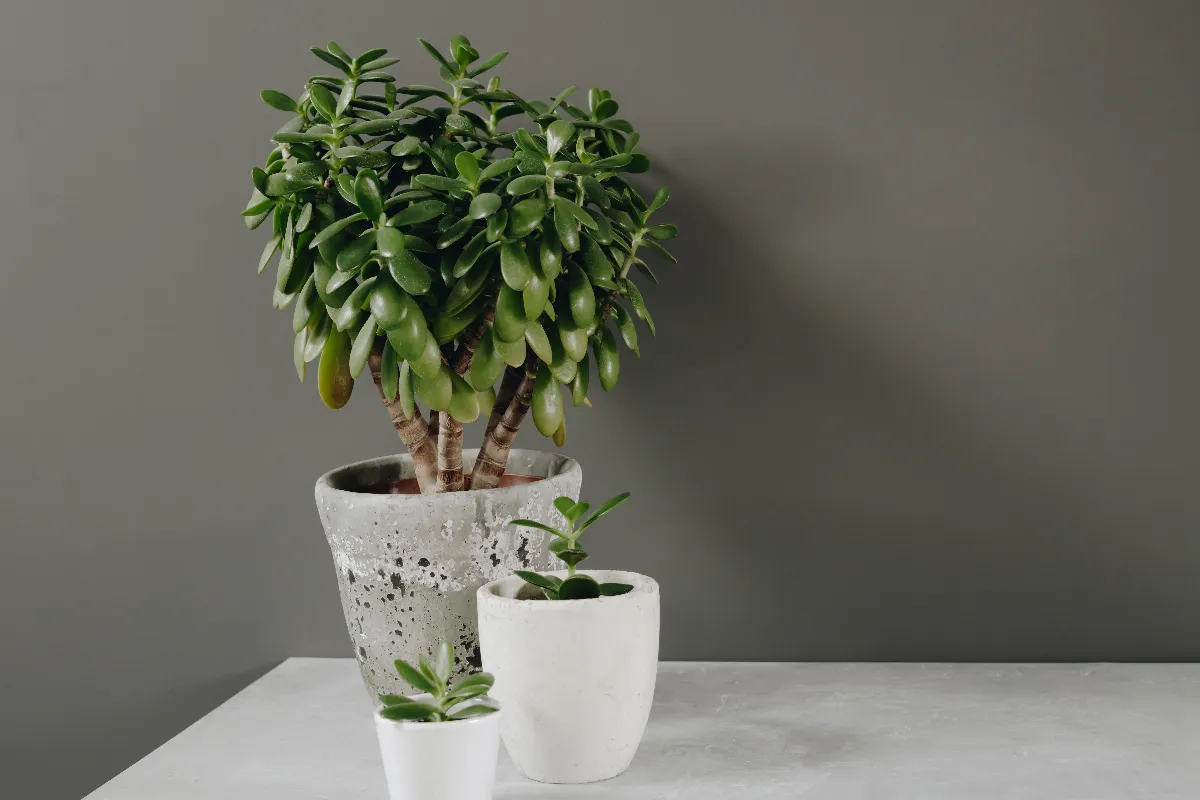 arbre-de-jade-entretien-arrosage-taille-tout-ce-quil-faut-savoir-sur-cette-plante