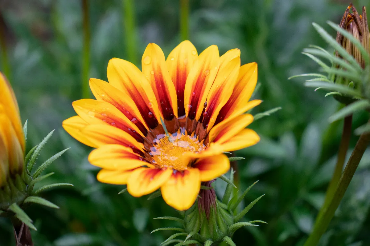 ces-7-fleurs-resisteront-a-la-chaleur-tout-lete-decouvrez-ces-especes-incroyables