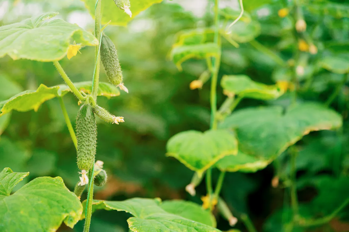 comment-booster-le-rendement-de-vos-pieds-de-concombres-voici-tous-les-conseils-a-suivre
