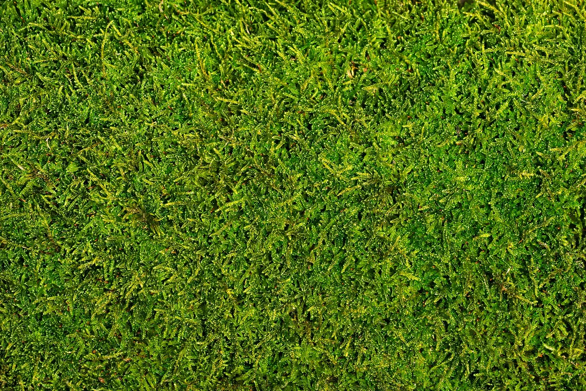 comment-enlever-definitivement-la-mousse-dans-le-gazon-voici-la-methode-a-suivre