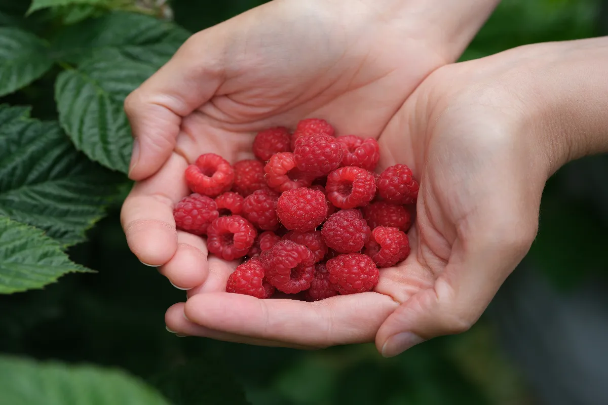 comment-le-marc-de-cafe-peut-doubler-votre-recolte-de-framboises