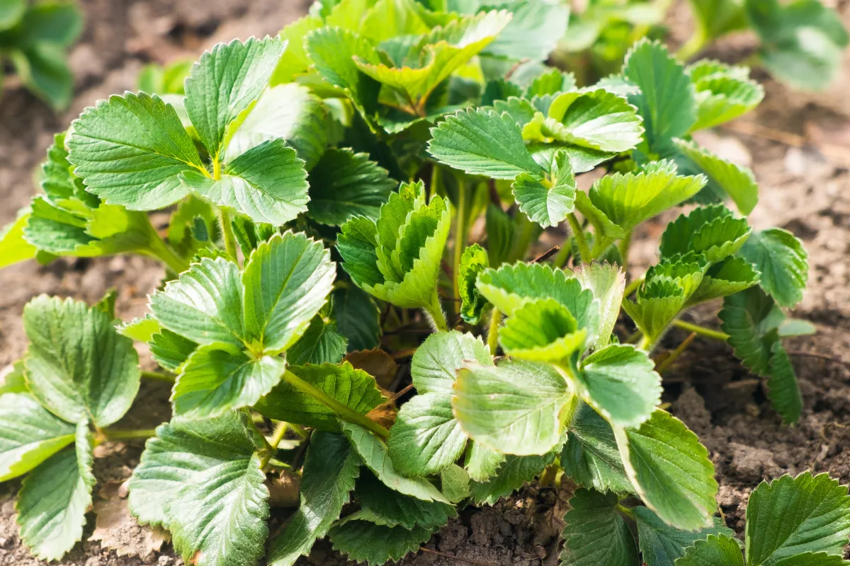 couper-les-feuilles-de-vos-fraisiers-est-ce-une-bonne-idee-voici-comment-doubler-votre-recolte-en-juillet